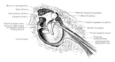 Tipik bir sol zar timpani ve timpanik osikül zinciri tasviri, parçalarının etiketi, klasik çizgi çizimi veya kabartması ile.