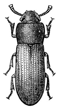 Tribolium cafusum türünün yetişkin bedeni, klasik çizgi çizimi veya gravür çizimi.