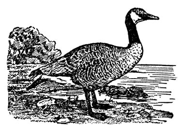 Uzunluğu 30 ila 35 inç arasında değişen, kahverengi, altı açık, başı, boynu, gagası ve ayakları siyah, yanağında beyaz bir leke olan bir Amerikan yaban kazı, kıtanın N 'sinde ürer ve don sertleşince S' ye göç eder.