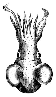 Mürekkep balığı ya da mürekkep balığı Sepiida cinsinin deniz yumuşakçasıdır. Kefalopoda sınıfına, klasik çizim ya da gravür illüstrasyonuna ait..