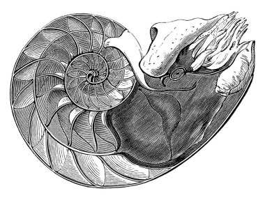 Pearly Nautilus, Nautilidae familyasından Nautilidae familyasından bir deniz yumuşakçasıdır. Soluk inci kabuklu, kahverengi çizgili, klasik çizgili ya da kabartmalı..
