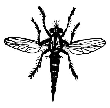 Asilid sineğinin bir yetişkini, Erax bastardi türü, kanatlarında radyal damarları olan, klasik çizim ya da gravür çizimi olan.