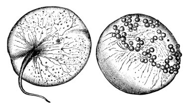 Tomurcukları, klasik çizimi ya da gravürlü illülerin bir çizimi.
