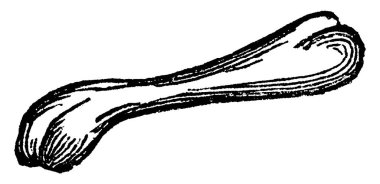 İnsan iskeleti, vücudun iç iskeleti ve doğumda yaklaşık 270 kemikten oluşuyordu. İskeleti oluşturan sert, sert, beyaz bir madde var. Klasik çizim ya da gravür. 