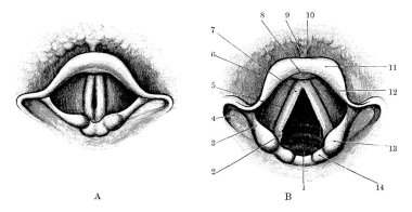 The Cavity of larynx, labeled by its parts as one to twelve, and also, A and B, the Rima glottides closed and the Rima glottides widely opened, respectively, vintage line drawing or engraving illustration. clipart