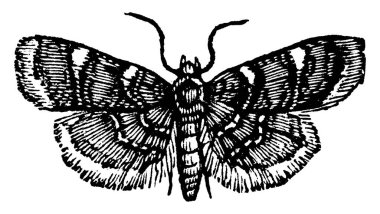 Yonca saman solucanının krizaliti, klasik çizim ya da gravür çizimi..