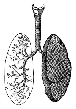 Ciğerlerin ve hava geçitlerinin tipik bir temsili, insan ve hayvanlardaki solunum sisteminin birincil organları, klasik çizgi çizimi veya resimleme.