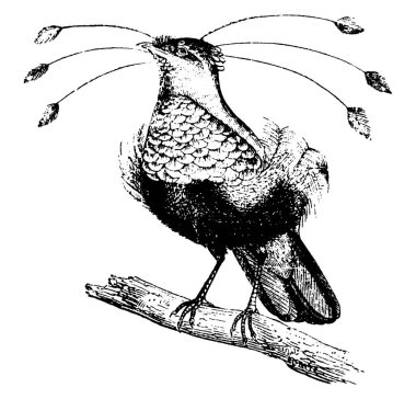 Cennet kuşları parlak renklidir, birçoğunun rüzgarda süzülen ipleri ya da telleri vardır. Burada cennet kuşu gösteriliyor, ağacın dallarında oturuyor, klasik çizimler ya da oyma resimler..