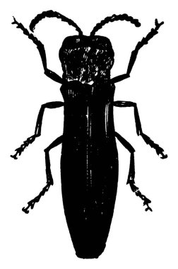Böğürtlen kamışlı borular siyah boyunlu borazancılardır. Böğürtlen çalılarına, klasik çizimlere ya da oyma resimlerine saldırırlar..
