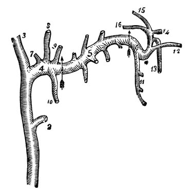 Boyundaki ana atardamarlar oksijen zengini kanı kalpten boyuna, kafaya ve yüze, klasik çizgi çizimi veya oyma çizimi yapan ana kan damarlarıdır..