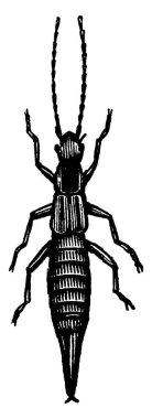 Görüntü, kadın forficula taeniata, klasik çizim ya da gravür resimlerini gösteriyor.