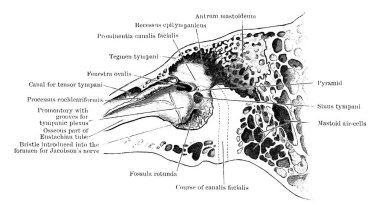 Sol şakak kemiğinin içindeki bölüm timpanik boşluğun iç duvarını gösteriyor. Parçaları etiketli, klasik çizgi çizimi ya da kabartma çizimi var..