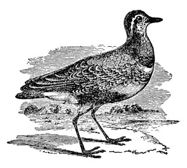 Alt familya Charadriinae 'ye ait dağılmış kuş sürüsü, nispeten kısa gagalar, klasik çizimler veya kabartma resimlerle karakterize edilir..