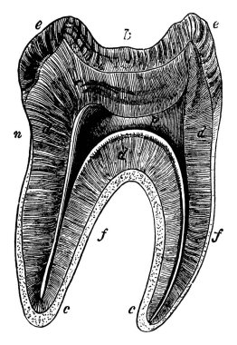 Longitudinal section of a molar tooth, with its parts labelled as, k, n, f, e, d, c, p, representing, crown, neck, fangs, enamel, dentine, cement and pulp cavity, respectively, vintage line drawing or engraving illustration. clipart