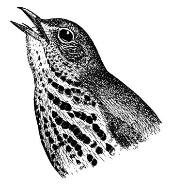 Wood Thrush, Hylocichla mustelina, Kuzey Amerika 'dan geçen gagası açık bir kuş, klasik çizim ya da gravür..