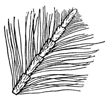 Sineklerdeki anten. Buradaki figür, saç benzeri setae, klasik çizgi çizimi ya da kabartma çizimi ile kaplı olan tesisat anteninin ucunu temsil ediyor..