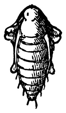 Diakritik vittata türleri pupa görüntüsü, tepeden görünüm, klasik çizgi çizimi veya oyma resimleme.