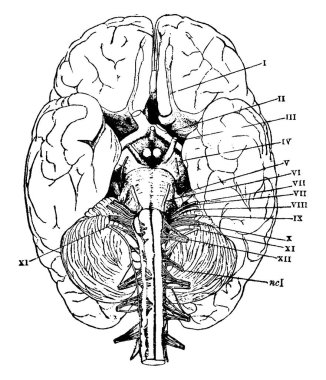 İnsan beyni, insan sinir sisteminin merkezi organıdır. Beynin alt kısmı omurilik, klasik çizgi çizimi veya kabartma çizimi ile bağlantılıdır..
