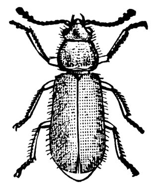 Yetişkin Ham Beetle 'ın kafası, göğsü ve parlak metalik gövdesi, klasik çizimi ya da kabartması var..