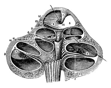 Koklea olarak adlandırılan salyangoz şekilli bir tüp, beyne ses sinyalleri ileten sıvı ve hassas sinir uçlarıyla doludur, klasik çizgi çizimi veya kabartma çizimi.