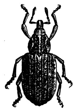 Yonca yaprağı böceği 1 / 9 inç uzunluğunda ve sarı yeşilden kırmızıya aralıklarla, klasik çizgi çizimi veya kabartma çizimi.