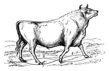 Chillingham, İngiltere 'de ağır gövdeli büyük boy bir boğa, klasik çizim ya da gravür çizimi.