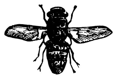 Estrus ovis türünün kuzu-bot sineği, kanatlarında çapraz parmaklıklar, klasik çizimler ya da kabartma çizimler vardır..