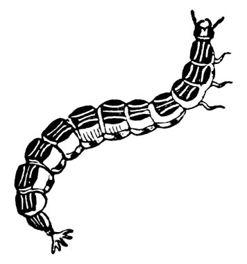 Ateş sinekleri olarak bilinen yumuşak gövde böcekleri, klasik çizimler veya kabartma çizimler.