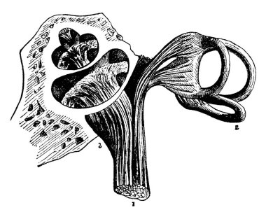 İşitsel sinir, yüz ile ilişkilidir ve beyinden kaynaklanan yedinci sıradır. Sinir lifleri geriye doğru sayıldığında işitme bilgileri, klasik çizimler veya oyma çizimleri taşır..