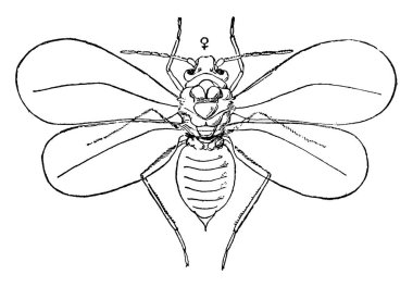 Yetişkin kadın beyaz sineğin görüntüsü, Aleyrodes Citri, klasik çizgi çizimi veya gravür çizimi.