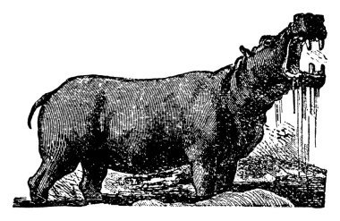 Hippopotamus, büyük çeneleri, büyük dişleri, klasik çizgi çizimi veya kabartma resimleriyle büyük, kalın derili bir Afrika memelisidir.