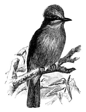 Erkek bir Vermilion Flycatcher 'ın tam bir küresel arması vardır ve parçalarının altındaki delik alev kırmızısı, arkası, kanatları ve kuyruğu koyu kahverengi renktedir. Burada ağaç dallarında dinlenen böyle bir kuş gösteriliyor. Klasik çizim ya da gravür..