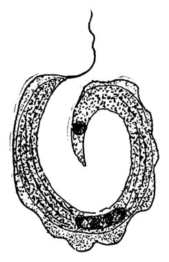 Şekil, rypanosomatidae sınıfının tripanosoma cinsine ait tek hücreli parazit protozoa olan tripanozomları, vintage çizgi çizimlerini veya gravür resimlerini gösterir..