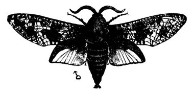 Resimde erkek keçi güvesi, Prionoxystus robiniae türü ön kanadında koyu ve açık renkli işaretler ve arka kanatlarda eğimli bantlar, klasik çizimler veya oyma çizimler yer almaktadır..