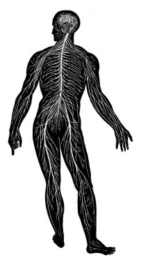 İnsan Sinir Sistemi ağı, omurilik beyinle bağlantılıdır ve omuriliğin dalları tüm vücuda yayılmıştır, klasik çizgi çizimi veya oyma çizimi.