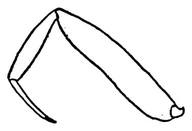 Resim, iskelet sisteminin ana anatomik kısmı olan erkek Lycaena 'nın ön tarafına doğru uzanan ön kolları tasvir etmektedir. Burada, ön ayaklar tamamen kesilir, tarsus tek eklemli, klasik çizgi çizimi veya gravür çizimi.