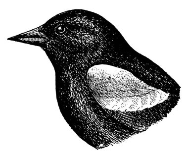 The Red-winged Blackbird, a passerine bird of the family Icteridae, found in most of North and much of Central America, vintage line drawing or engraving illustration. clipart