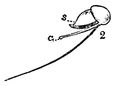 Parazit içermeyen, dinoflagellat türünde yaşayan, biyoluminesans, klasik çizim ya da kabartma çizimler sergileyen bir dinoflagellat..