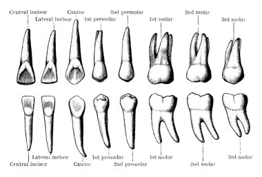 Sağ tarafın kalıcı dişleri, dilin iç kısmı. Üst ve alt satırlar, üst ve alt dişleri gösteriyor, sırasıyla, klasik çizgi çizimi veya kabartma çizimi.
