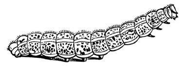 Kelebek tırtılı, klasik çizim ya da gravür..