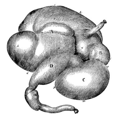 Sağ tarafından şişirilmiş bir öküzün midesi, parçalarının etiketi, klasik çizimi veya kabartma çizimi ile şişirilmiş..