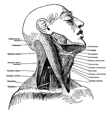 Boyun kaslarının şekli, kafa ve boyun kas sistemindeki brüt motor hareketinden, klasik çizgi çiziminden ya da kabartma çiziminden sorumludurlar..