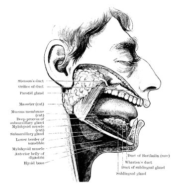 The salivary glands and their ducts, with its parts labeled, vintage line drawing or engraving illustration. clipart