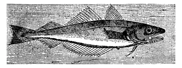 Ryby Zvané Treska Bezvousá Chycena Velkém Počtu Hákem Šňůrou Ryba — Stockový vektor