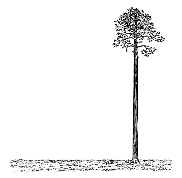 Arbre Est Parfaitement Droit Tout Comme Sol Dessin Pourrait Être — Image vectorielle