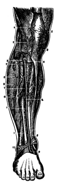 Arteria Tibial Anterior Pierna Lleva Sangre Los Músculos Parte Anterior — Archivo Imágenes Vectoriales