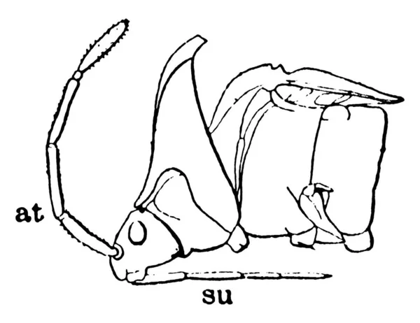 スティンク虫頭の側面図は マクシーラ アンテナ 可鍛性 吸引チューブ ラビウムで構成されています — ストックベクタ