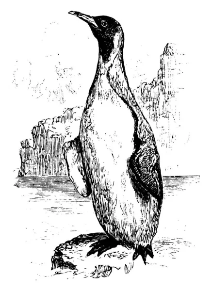 Penguin Står Sand Vintage Linje Ritning Eller Gravyr Illustration — Stock vektor