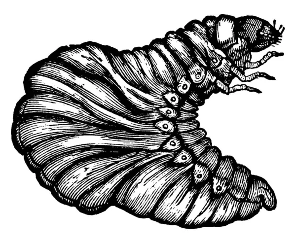 Tumblebug Escarabajo Estiércol Que Tiene Pista Circular Dibujo Línea Vintage — Vector de stock