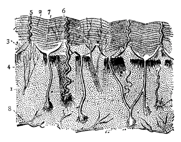 Микроскопический Вид Вертикальной Части Кожи Представляющий Такие Части Кутикула Слоями — стоковый вектор